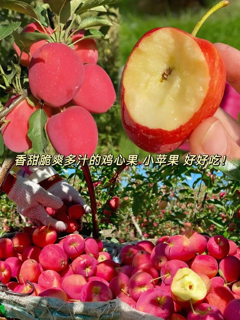 鸡心果树苗鸡心果苗现挖现发