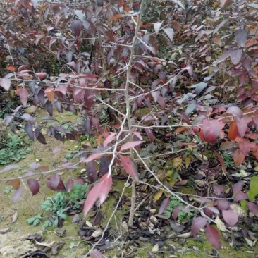 杜梨棠梨树苗嫁接梨树砧木