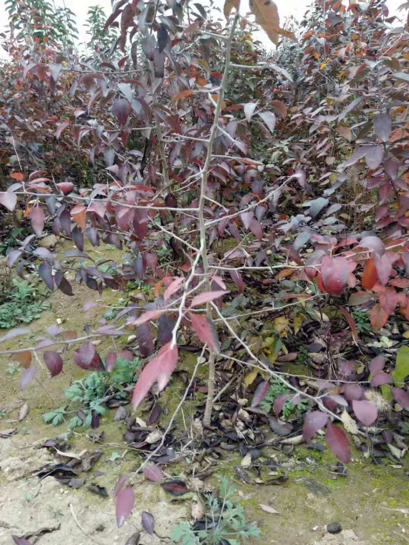 杜梨棠梨树苗嫁接梨树砧木