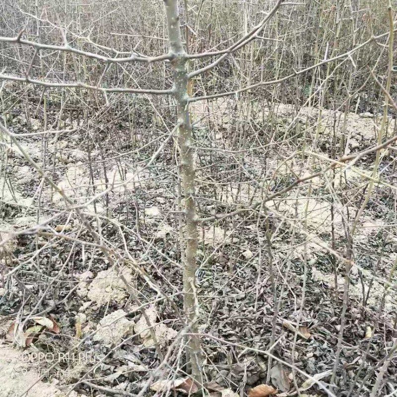 杜梨棠梨树苗嫁接梨树砧木