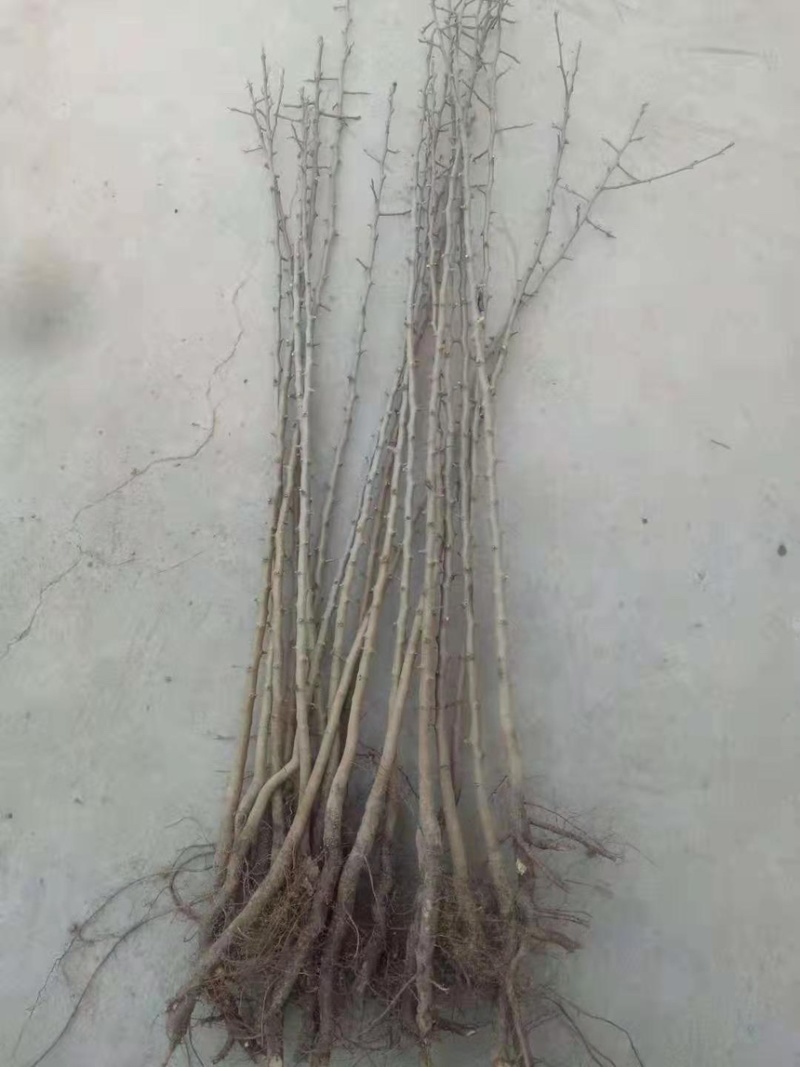 杜梨棠梨树苗嫁接梨树砧木