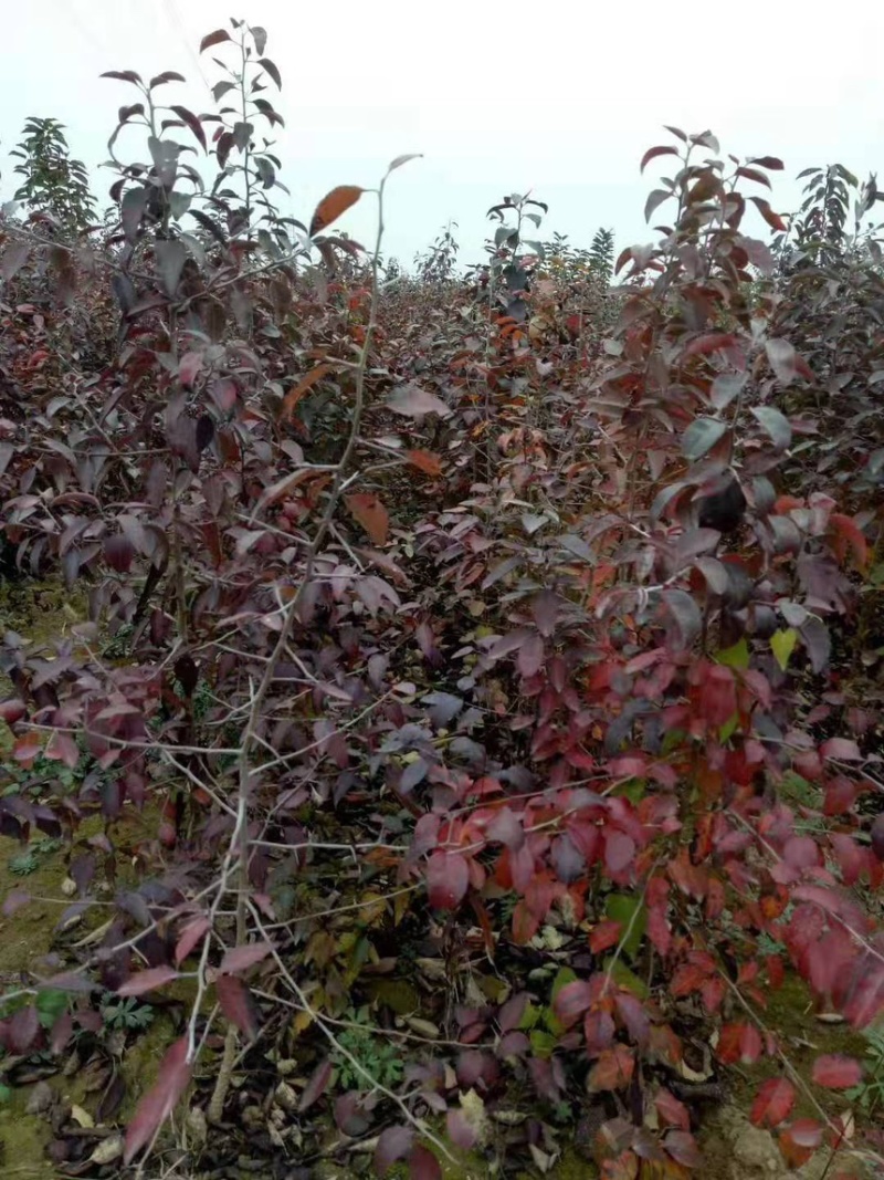 杜梨棠梨树苗嫁接梨树砧木