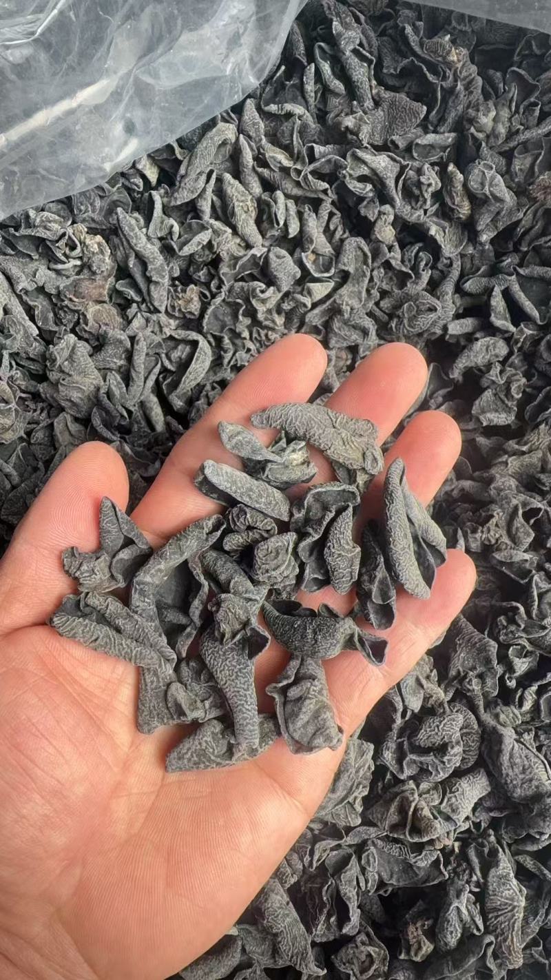 东北黑木耳秋木耳无根肉厚对接市场商超欢迎来电洽谈