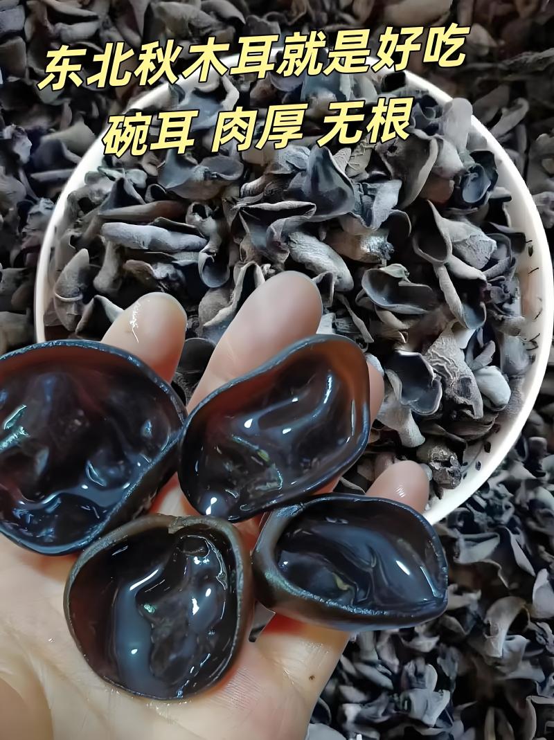 东北黑木耳秋木耳无根肉厚对接市场商超欢迎来电洽谈