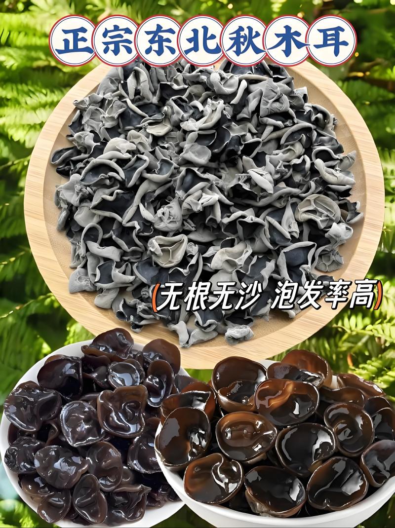 东北黑木耳秋木耳无根肉厚对接市场商超欢迎来电洽谈