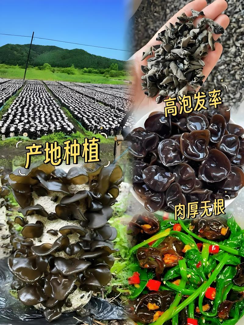 东北黑木耳秋木耳无根肉厚对接市场商超欢迎来电洽谈