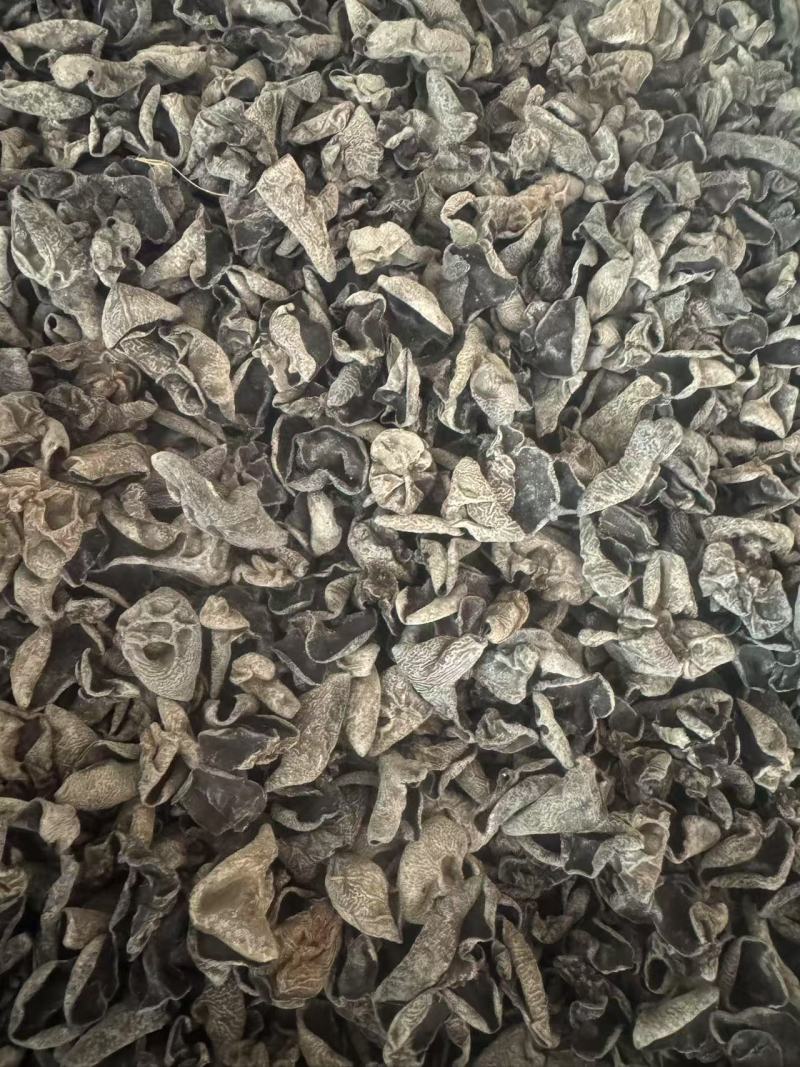东北黑木耳秋木耳无根肉厚对接市场商超欢迎来电洽谈