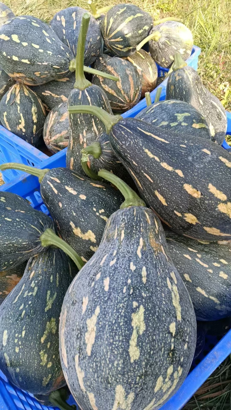 香芋南瓜广东产地直发对接电商市场商超保质保量