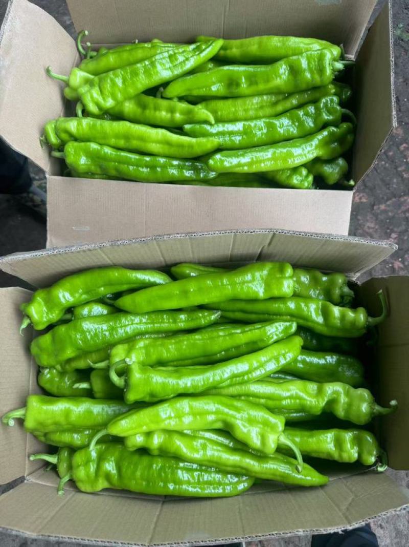 牛角椒黑龙江省齐齐哈尔甘南县