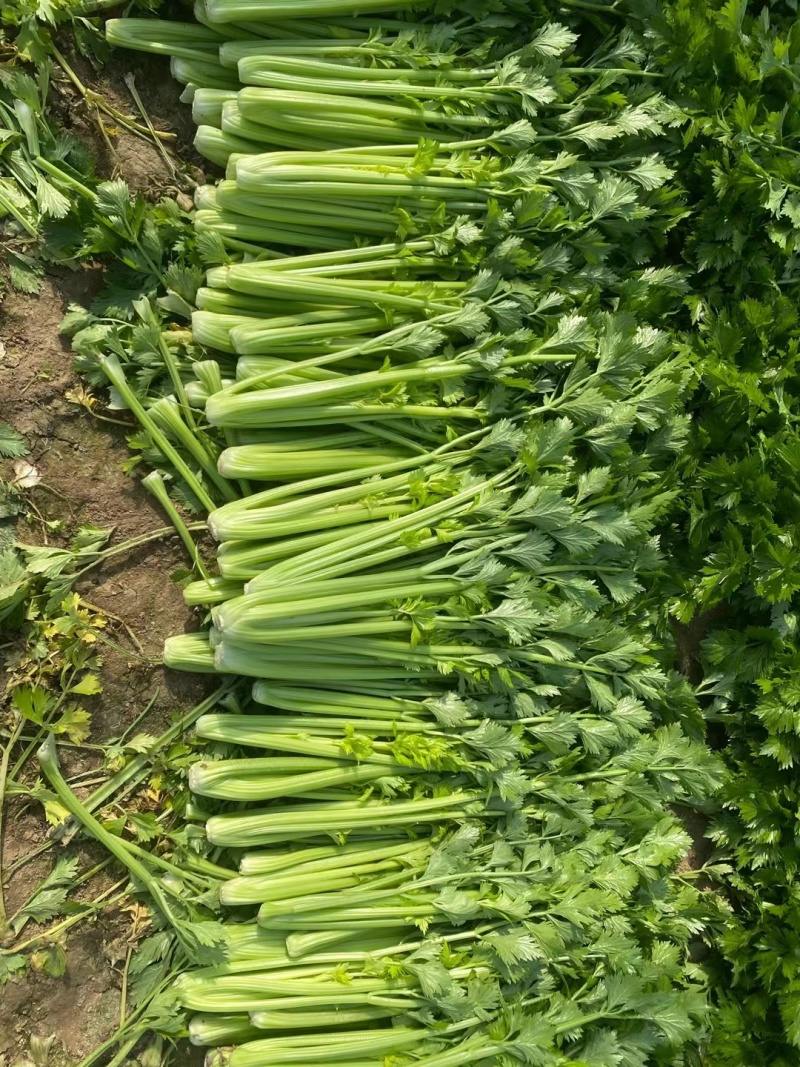 西芹安徽芹菜皇妃芹菜货源充足代收代发全国一手货源
