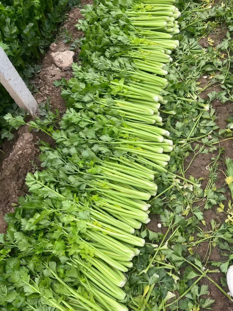 西芹安徽芹菜皇妃芹菜货源充足代收代发全国一手货源