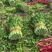 西芹安徽芹菜皇妃芹菜货源充足代收代发全国一手货源