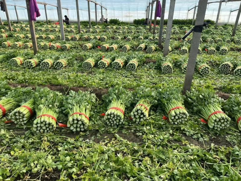 西芹安徽芹菜皇妃芹菜货源充足代收代发全国一手货源