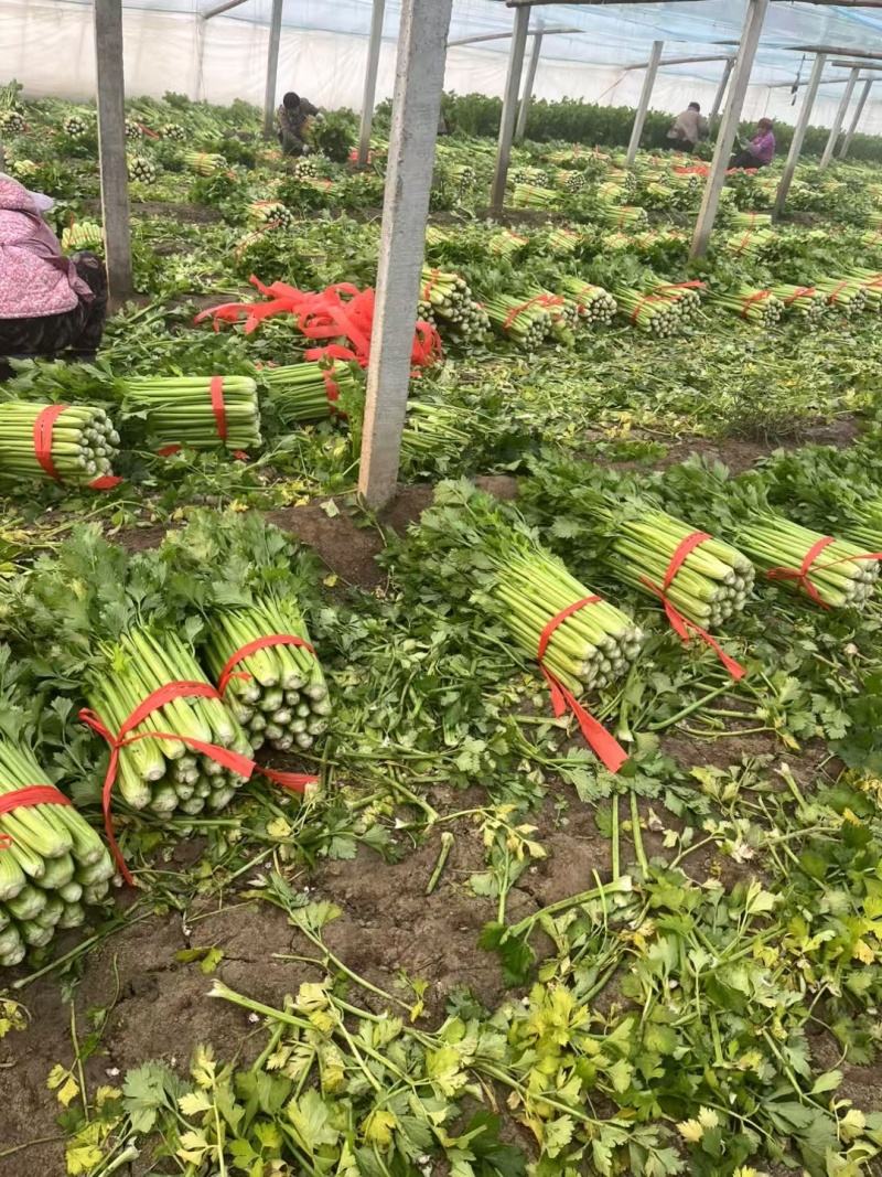 皇妃芹菜法国西芹一手货源代收代发代加工全国发货