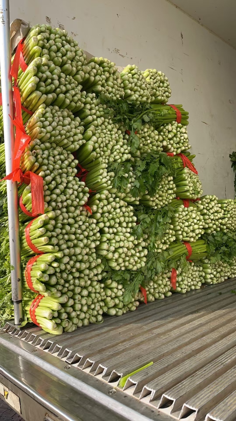 皇妃芹菜法国西芹一手货源代收代发代加工全国发货
