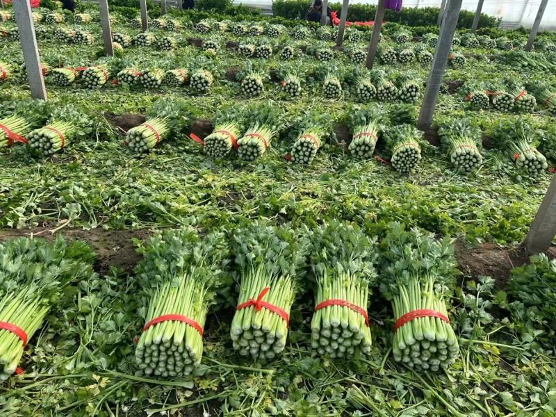 皇妃芹菜法国西芹一手货源代收代发代加工全国发货