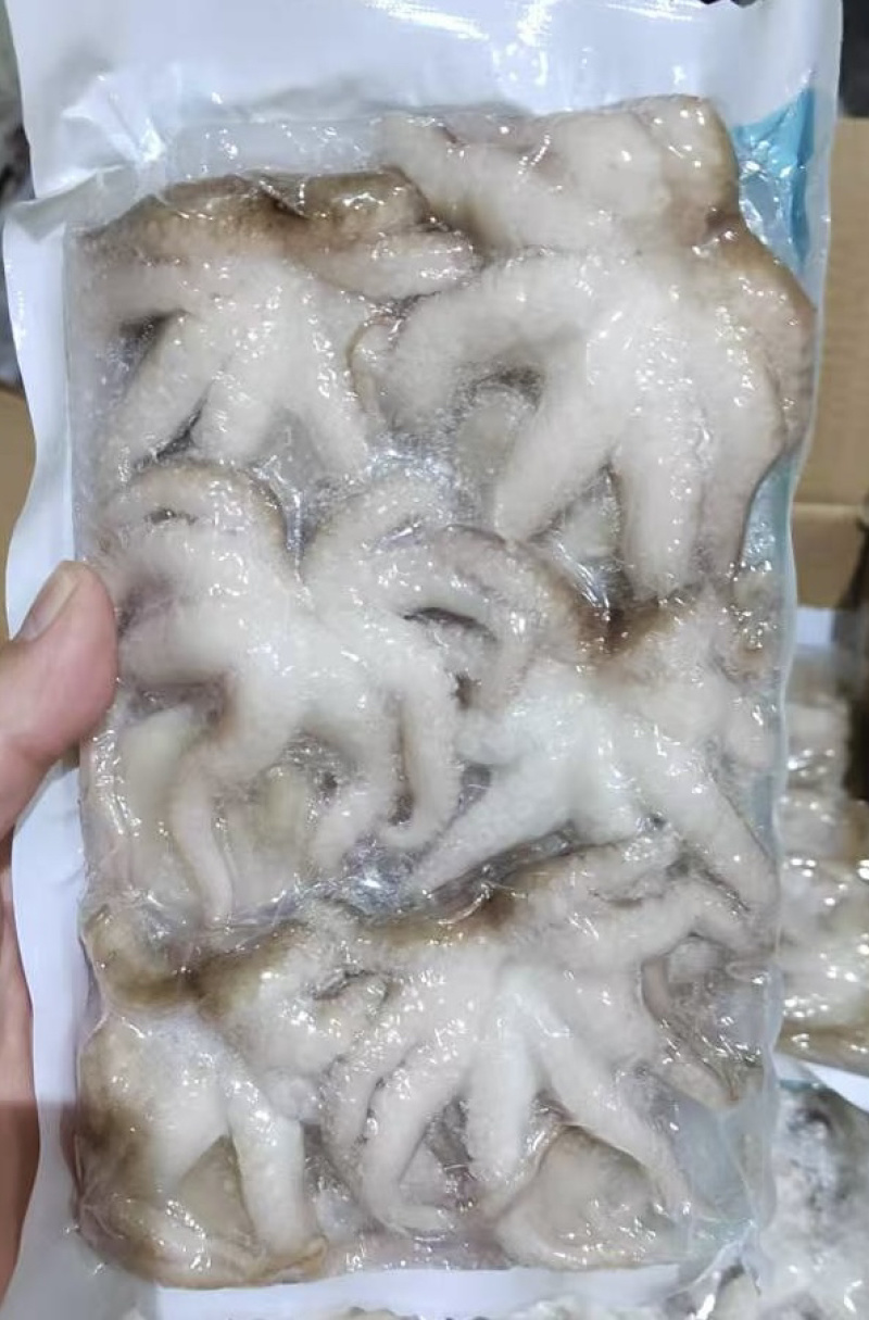 盐磨八爪鱼