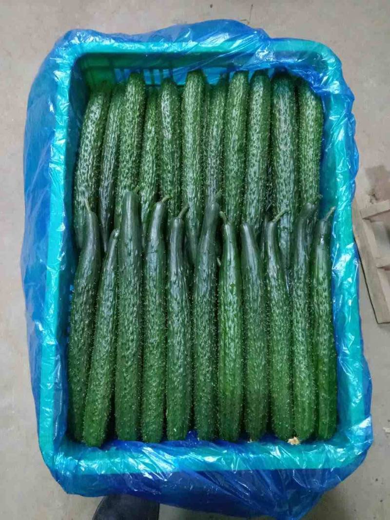 密刺黄瓜黑油亮黄瓜夏邑黄瓜承接商超电商供货代收代发