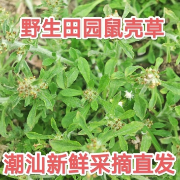 新鲜潮汕鼠曲草清明菜佛耳草绒毛草鼠麴田艾草田园白花鼠壳草
