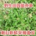 新鲜潮汕鼠曲草清明菜佛耳草绒毛草鼠麴田艾草田园白花鼠壳草
