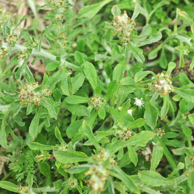 新鲜潮汕鼠曲草清明菜佛耳草绒毛草鼠麴田艾草田园白花鼠壳草