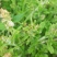 新鲜潮汕鼠曲草清明菜佛耳草绒毛草鼠麴田艾草田园白花鼠壳草