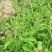 新鲜潮汕鼠曲草清明菜佛耳草绒毛草鼠麴田艾草田园白花鼠壳草