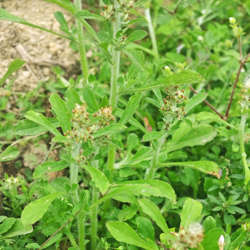新鲜潮汕鼠曲草清明菜佛耳草绒毛草鼠麴田艾草田园白花鼠壳草