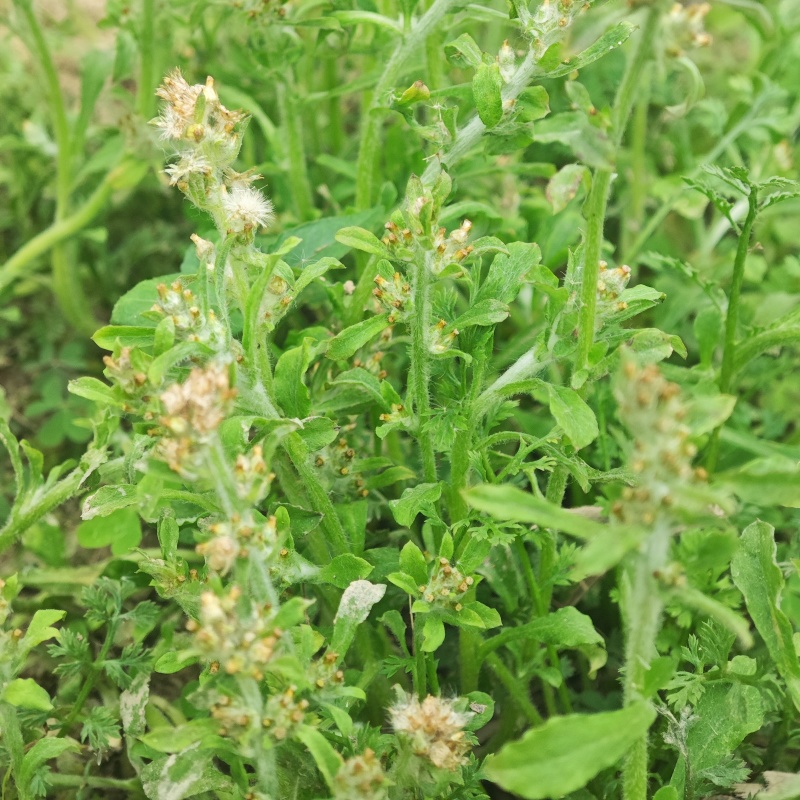 新鲜潮汕鼠曲草清明菜佛耳草绒毛草鼠麴田艾草田园白花鼠壳草