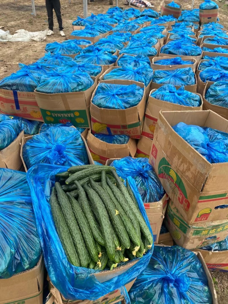 黄瓜精品油亮青瓜货源充足承接商超电商一手货源代发全国