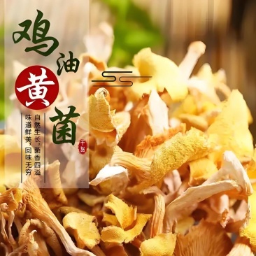 福建省古田县原产地鸡油菌，电话联系更优惠。