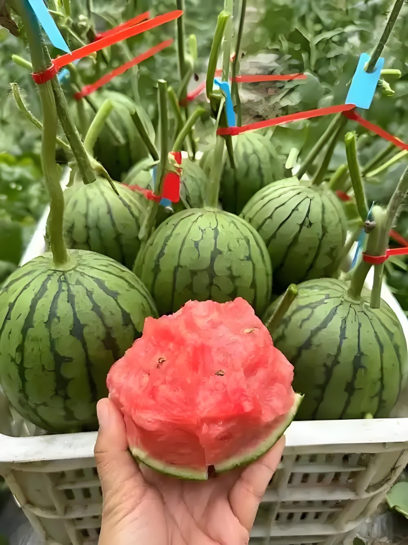 嫁接京美2k嫁接冰糖籽耐裂早熟好管理品质保证