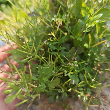 碎米荠新鲜现摘白带草见肿消雀儿菜宝岛碎米自然生长青草药