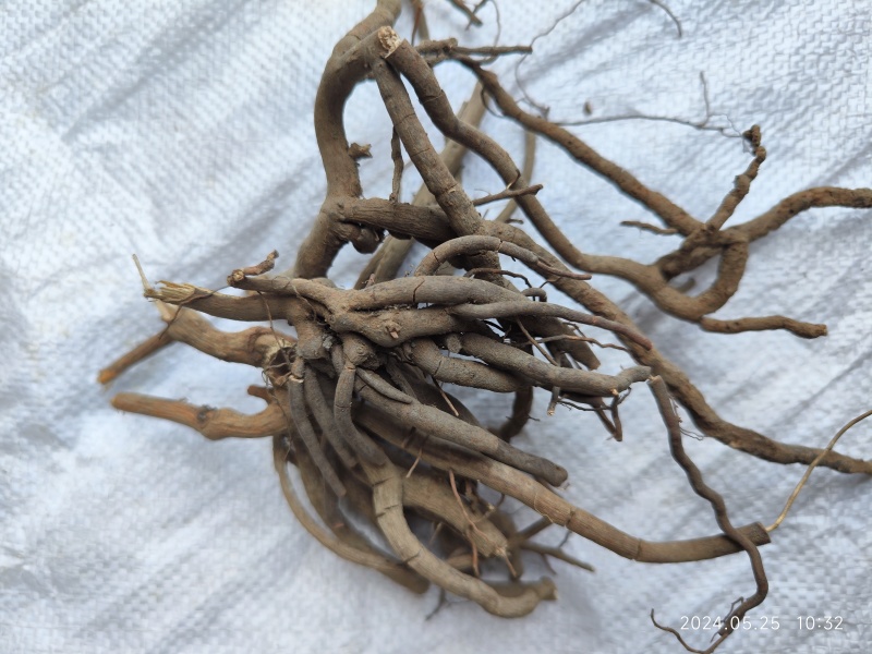 贵州黔东南朱砂根，八爪金龙，中药材干货，一手货源