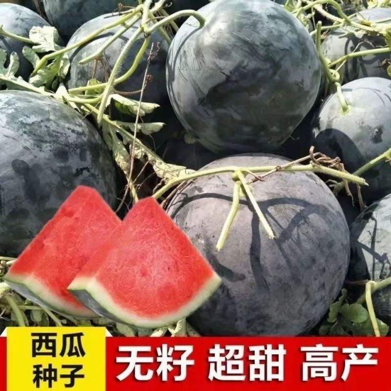 西疆909黑皮红瓤无籽西瓜种子中晚熟耐病耐湿抗逆强