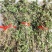 贵州黔东南翠云草深绿卷伯一手货源产地直发