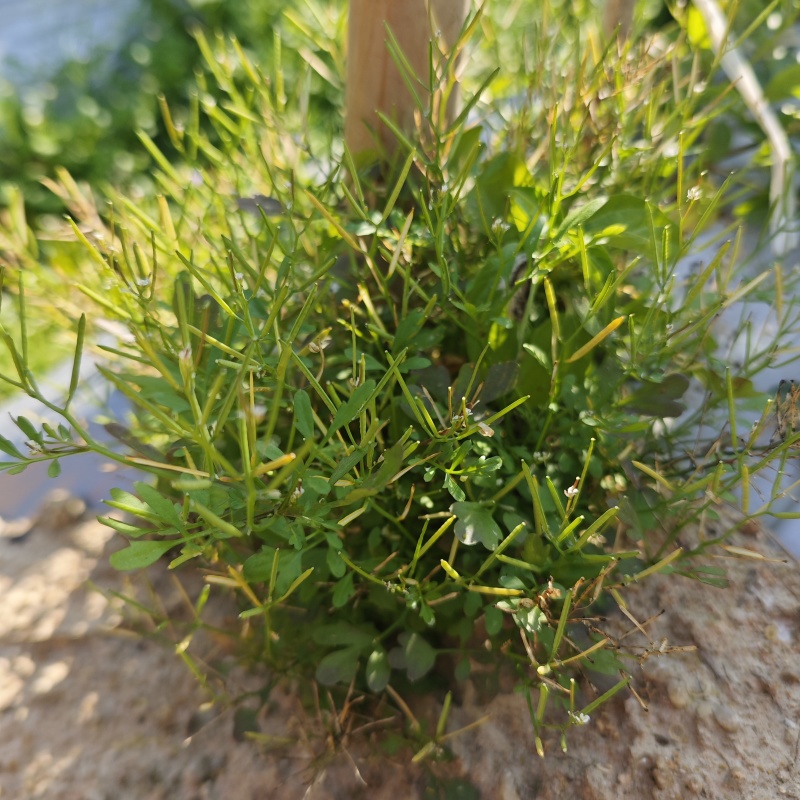 碎米荠新鲜现摘白带草见肿消雀儿菜宝岛碎米自然生长青草药