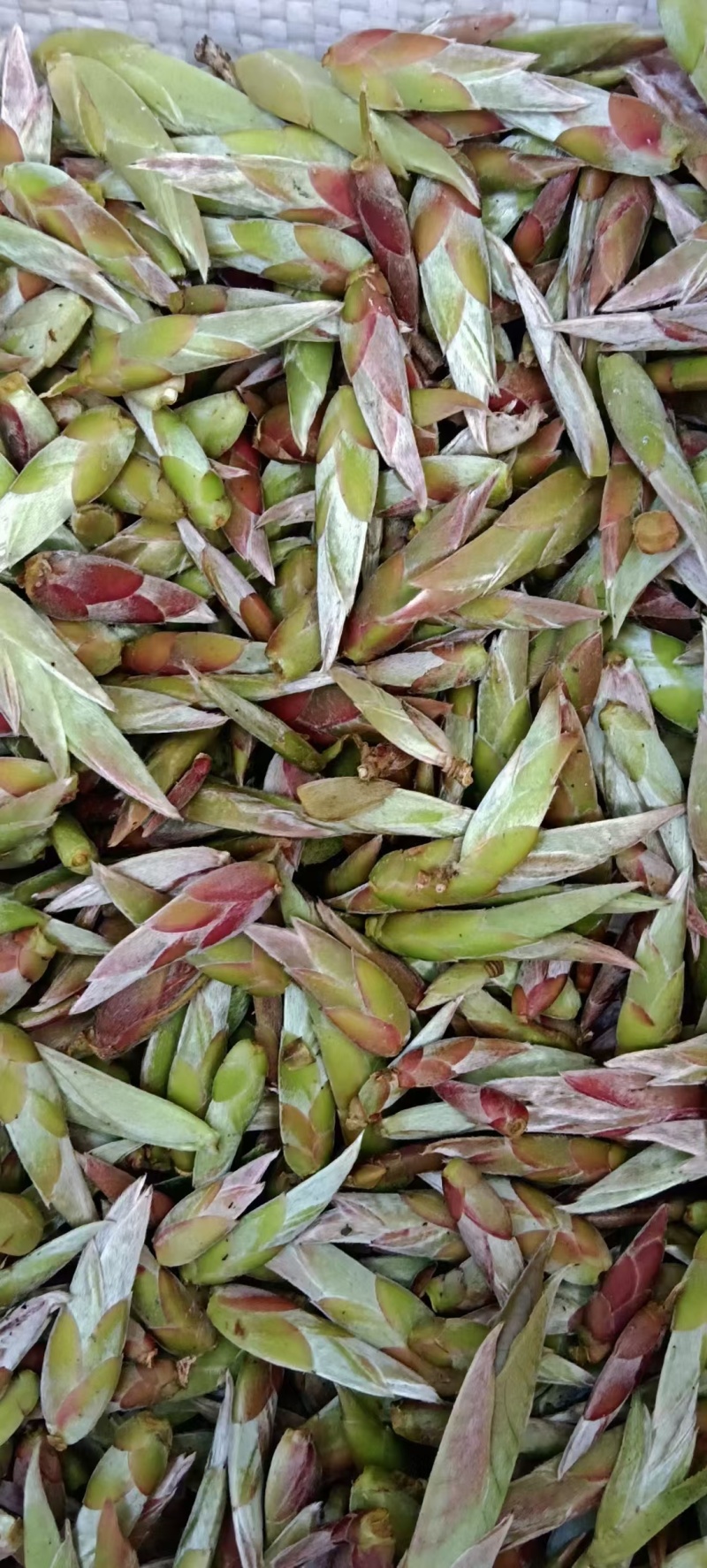 大山茶包