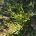 碎米荠新鲜现摘白带草见肿消雀儿菜宝岛碎米自然生长青草药
