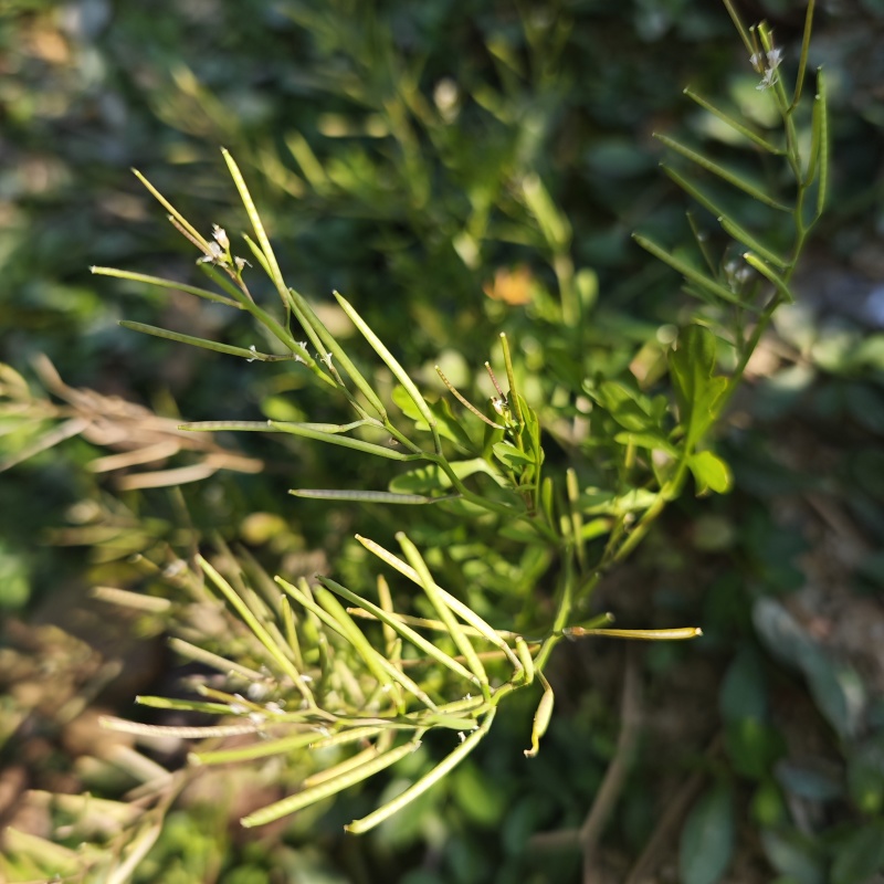碎米荠新鲜现摘白带草见肿消雀儿菜宝岛碎米自然生长青草药