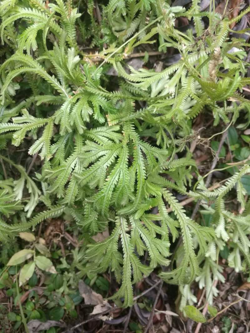 贵州黔东南翠云草深绿卷伯一手货源产地直发