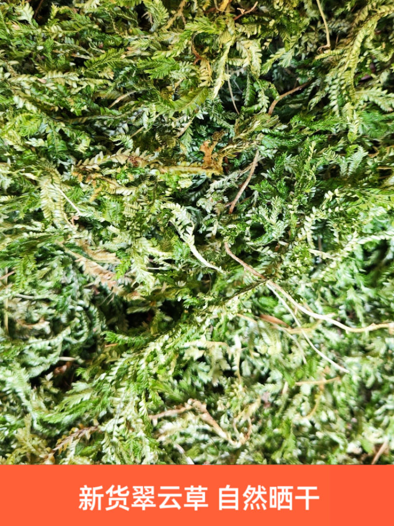 贵州黔东南翠云草深绿卷伯一手货源产地直发