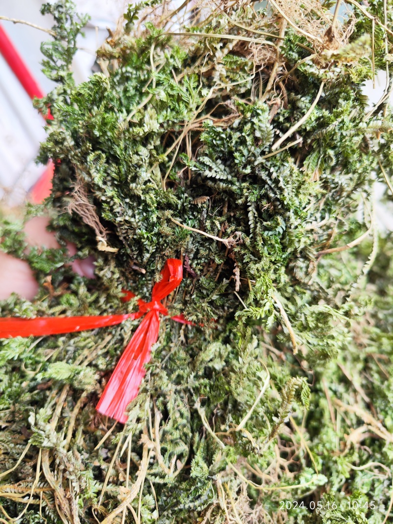 贵州黔东南翠云草深绿卷伯一手货源产地直发