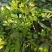 碎米荠新鲜现摘白带草见肿消雀儿菜宝岛碎米自然生长青草药