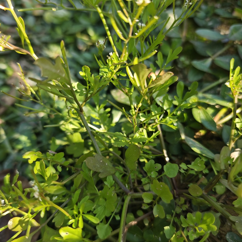 碎米荠新鲜现摘白带草见肿消雀儿菜宝岛碎米自然生长青草药