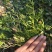 碎米荠新鲜现摘白带草见肿消雀儿菜宝岛碎米自然生长青草药