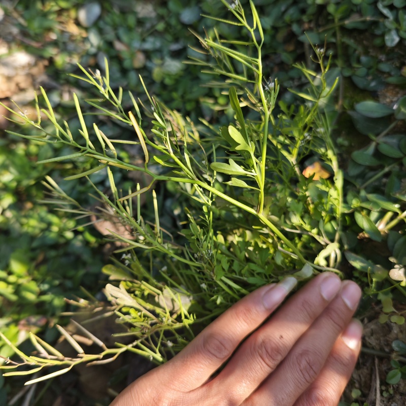 碎米荠新鲜现摘白带草见肿消雀儿菜宝岛碎米自然生长青草药