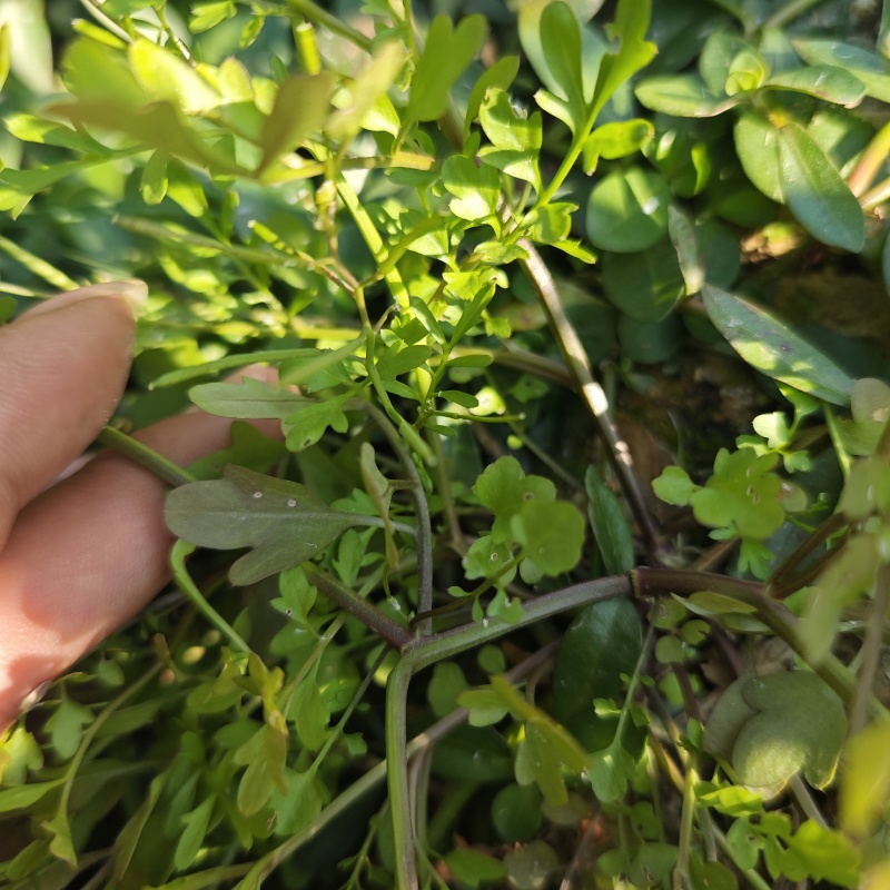 碎米荠新鲜现摘白带草见肿消雀儿菜宝岛碎米自然生长青草药