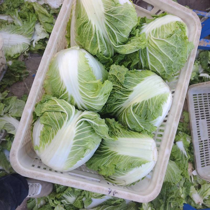 精品包头白菜
