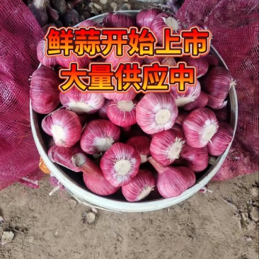 鲜蒜供应中